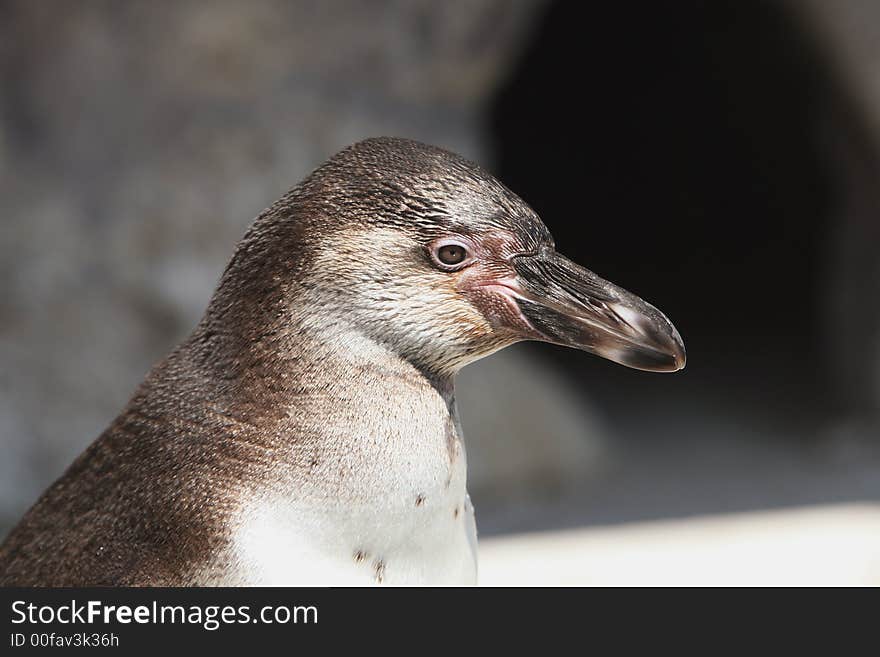 Side view of a Penguin. Side view of a Penguin