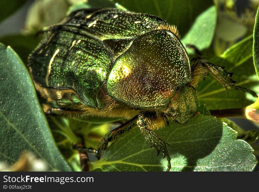 The beetle looks similar to a May beetle and is as big, but it has a green, glossy armor. The beetle looks similar to a May beetle and is as big, but it has a green, glossy armor.