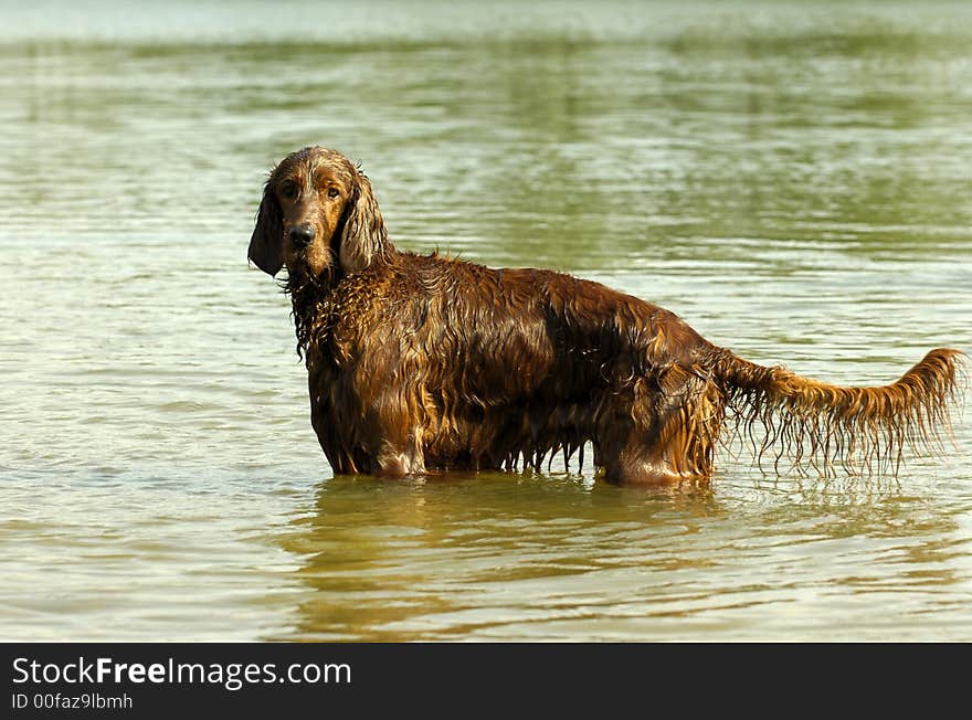 A brown english red setter dog is standing into the water in sunshine