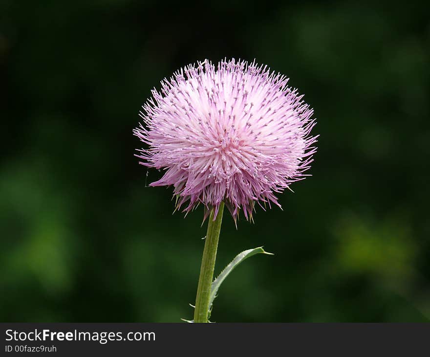 Close Up of a Unique flower that grows amongst the weeds. Close Up of a Unique flower that grows amongst the weeds.