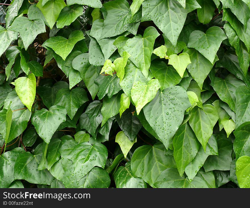 A wall of green leaves along side a fence. Photo taken after the rain. A wall of green leaves along side a fence. Photo taken after the rain.