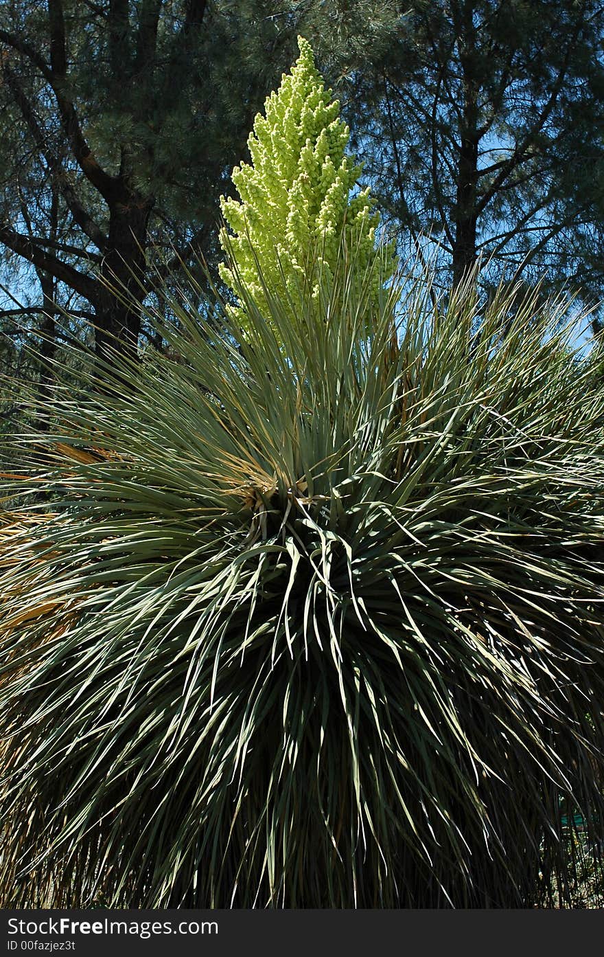 Yellow Yucca Flower