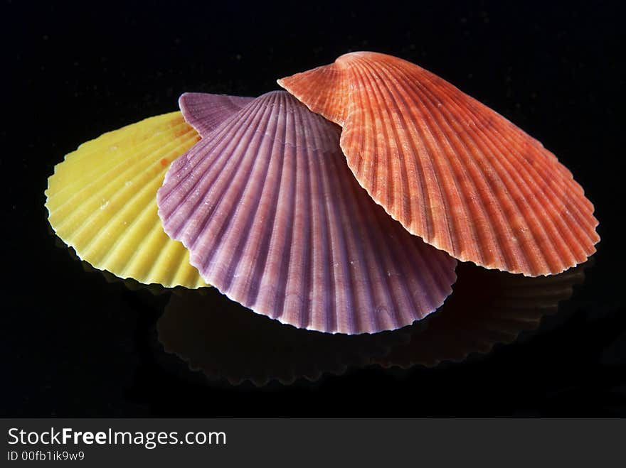 Tropical shells on black background