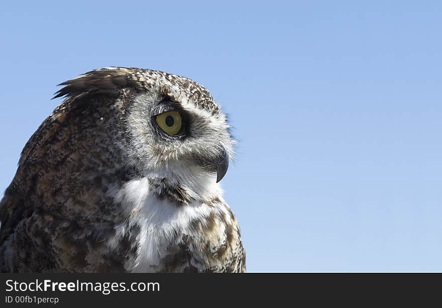 Great Horned Owl