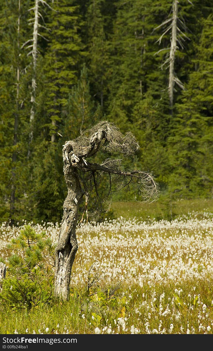 Dead twisted tree standing an alpine meadow. Dead twisted tree standing an alpine meadow