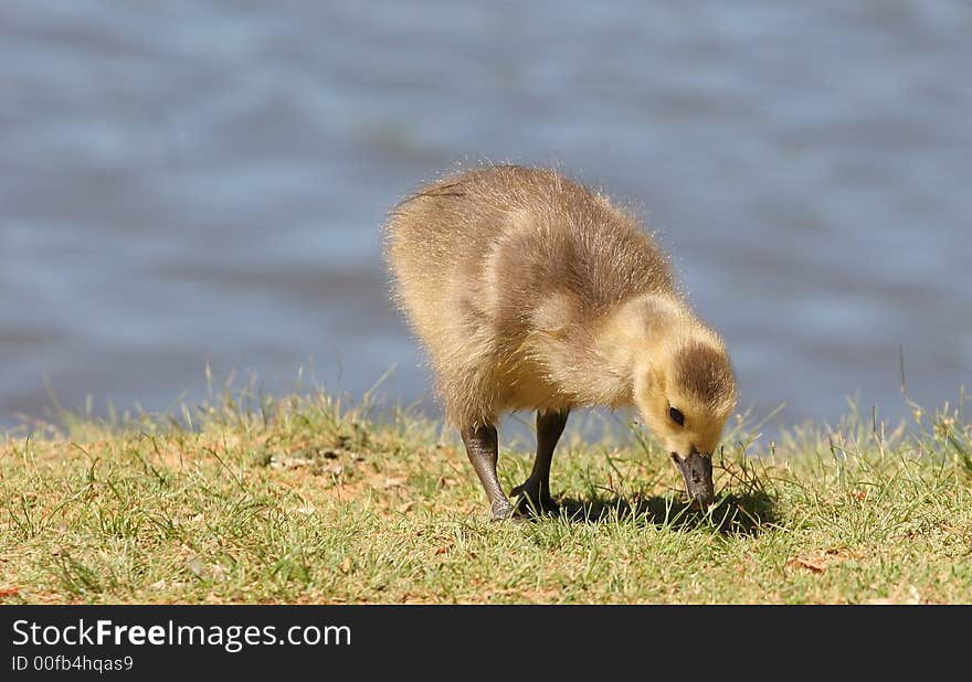 A baby goose eating on the edge of a lake. A baby goose eating on the edge of a lake