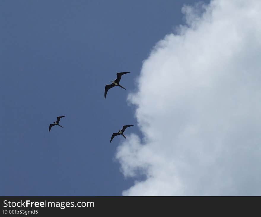 Sea gulls