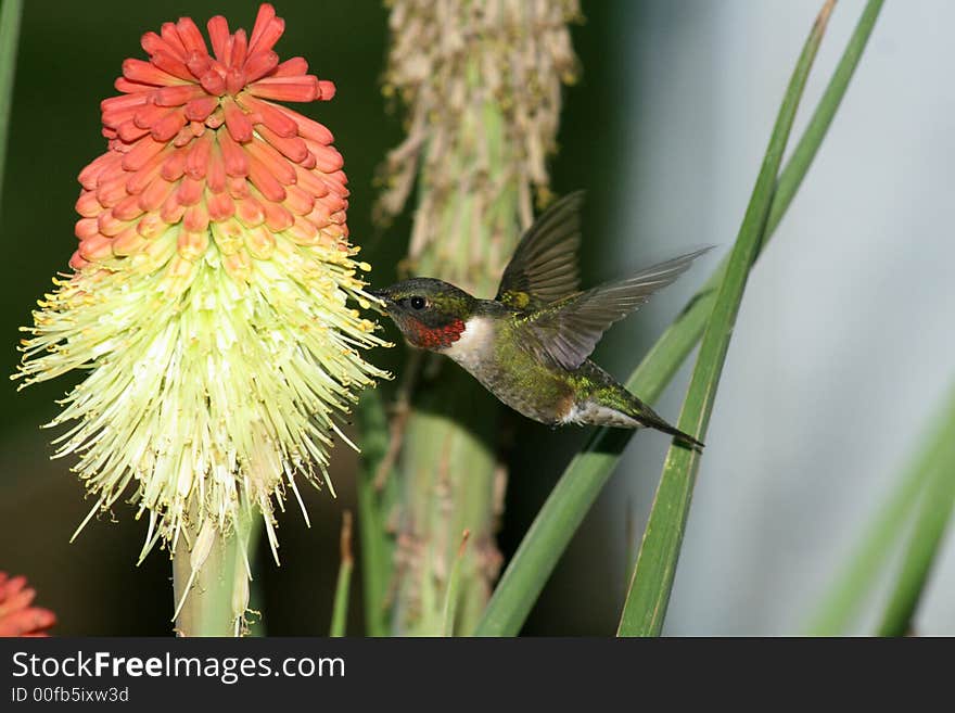 Humming Bird hovering