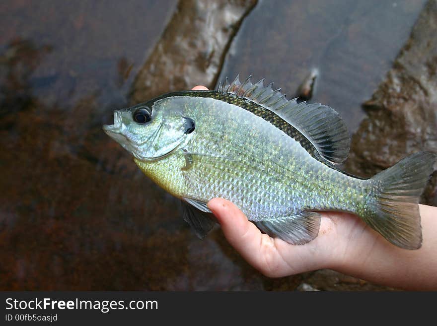 Fish in the hand worth two