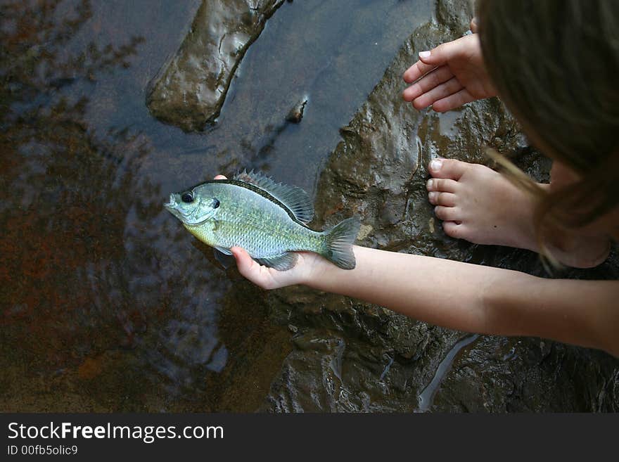 Fish alive in hand with colored sheen and scales. Fish alive in hand with colored sheen and scales