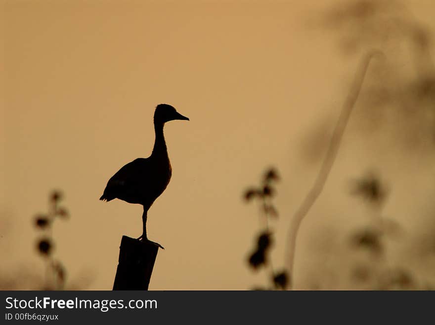 Wild Duck Silhouette