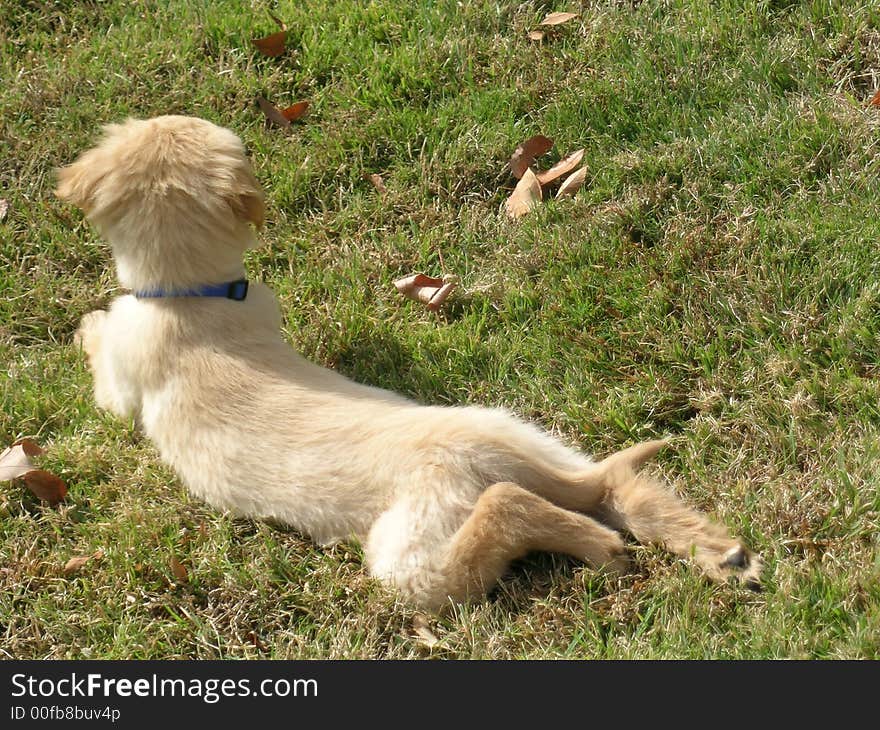 Puppy reclining