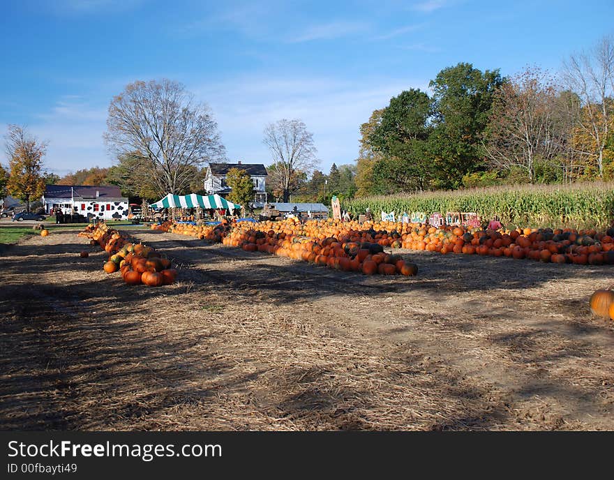 Harvested pumpkins in a field with standing corn stalks and farm buildings. Harvested pumpkins in a field with standing corn stalks and farm buildings.