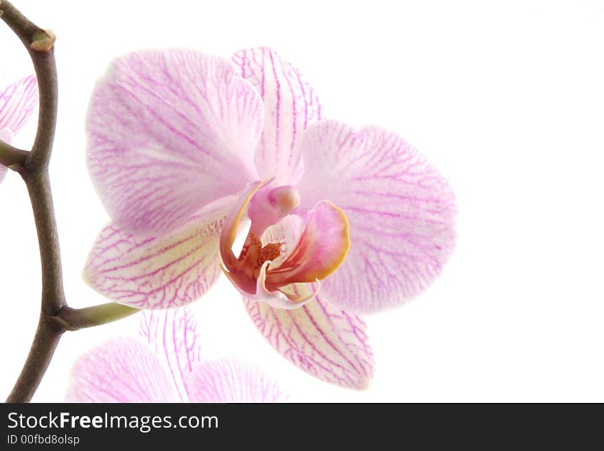 Purple Orchid