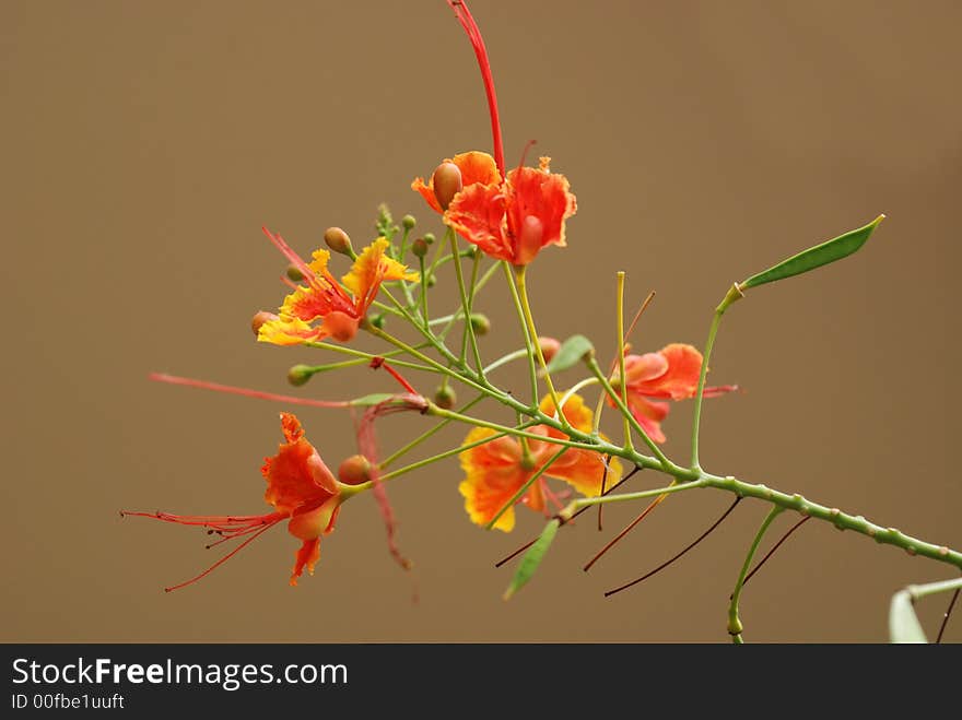 Orange Color Flowers