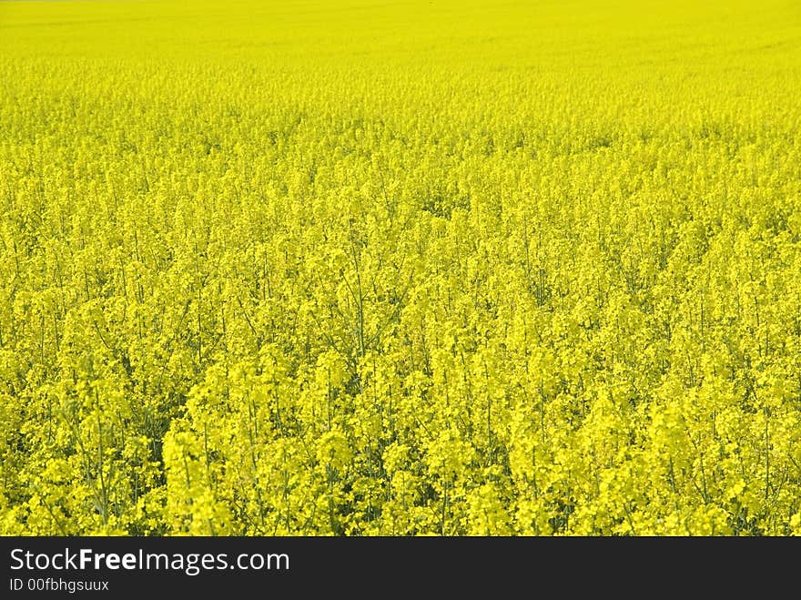 Rape field.