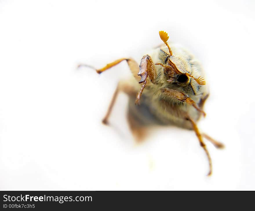 Macro photo of may dor over white backgroung. Macro photo of may dor over white backgroung