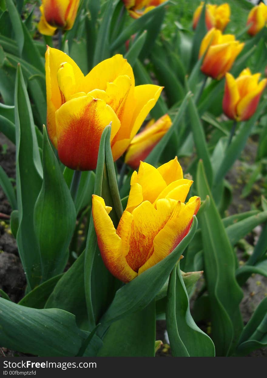 Red and yellow tulips in the park