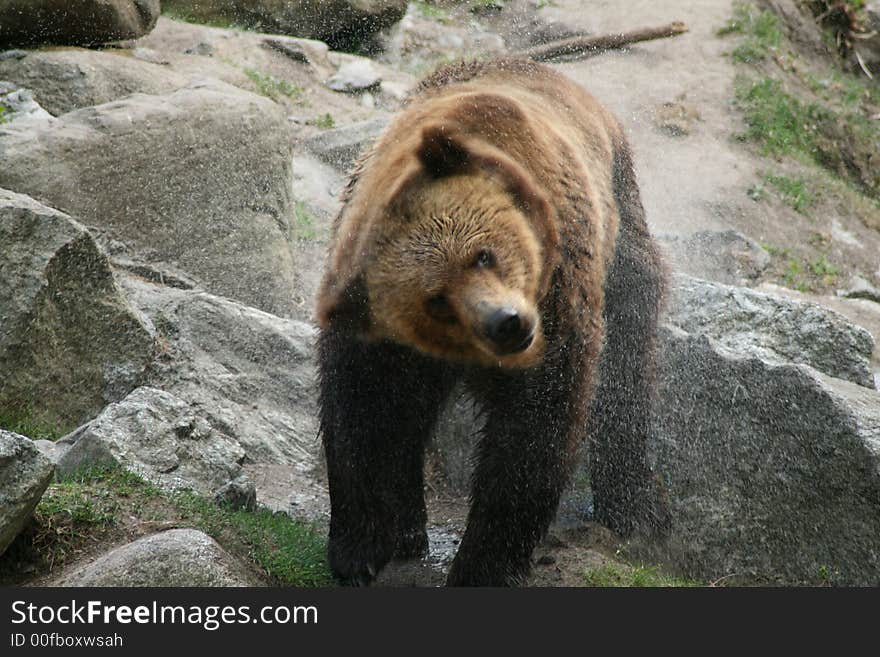 Brown bear shaking off water after bath. Brown bear shaking off water after bath