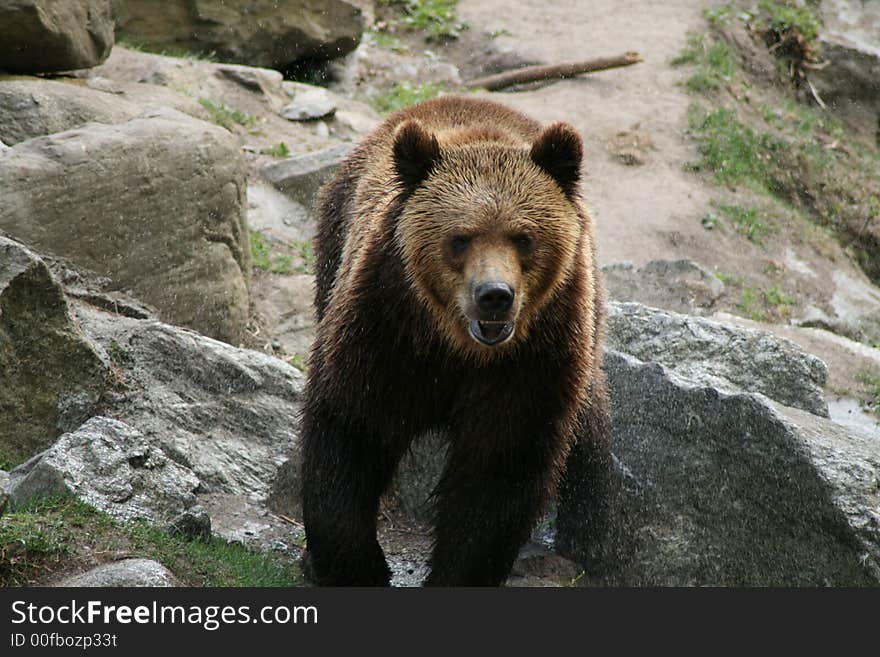 Brown bear wet after bath. Brown bear wet after bath