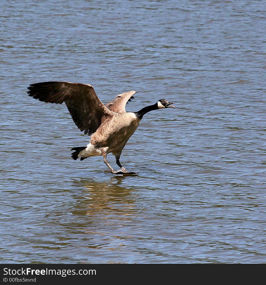 Stand Up landing