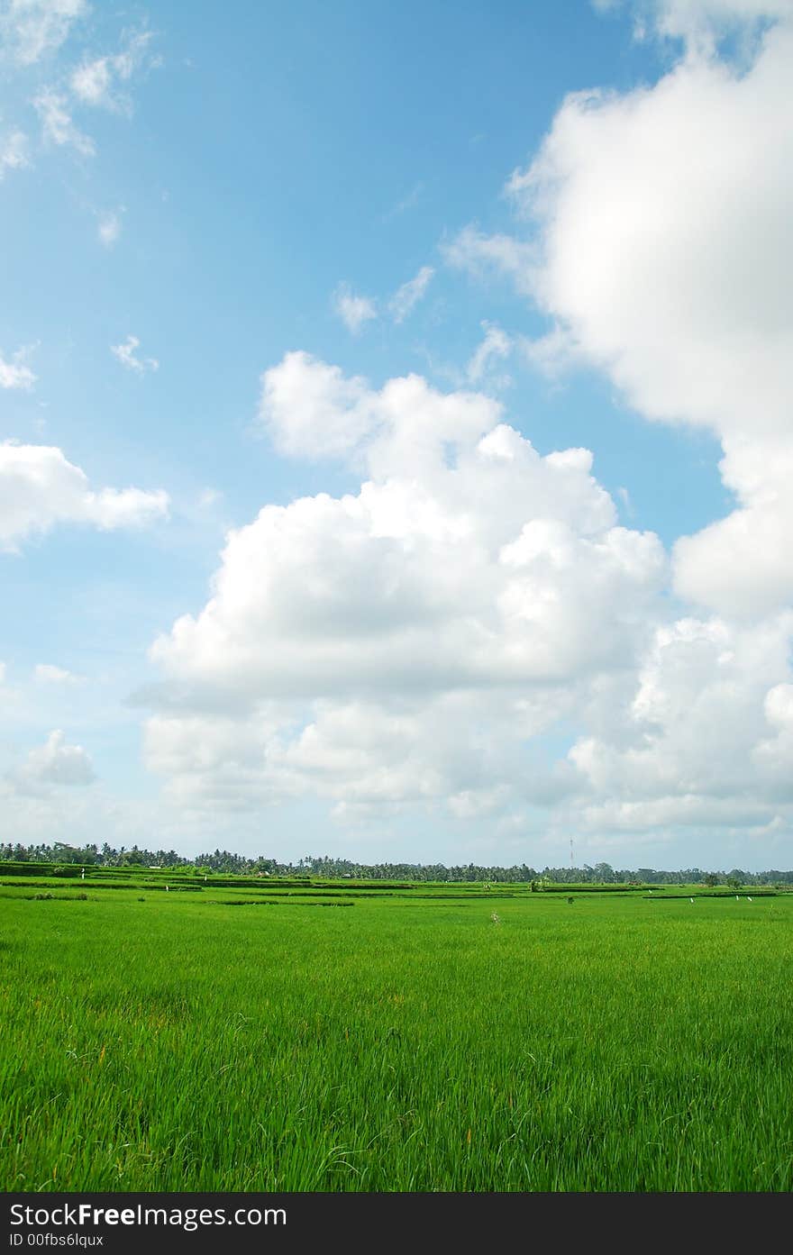 Paddy field