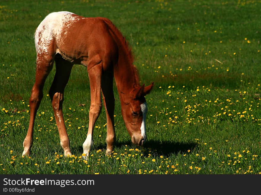 Appaloosa colt just a few days old. Appaloosa colt just a few days old