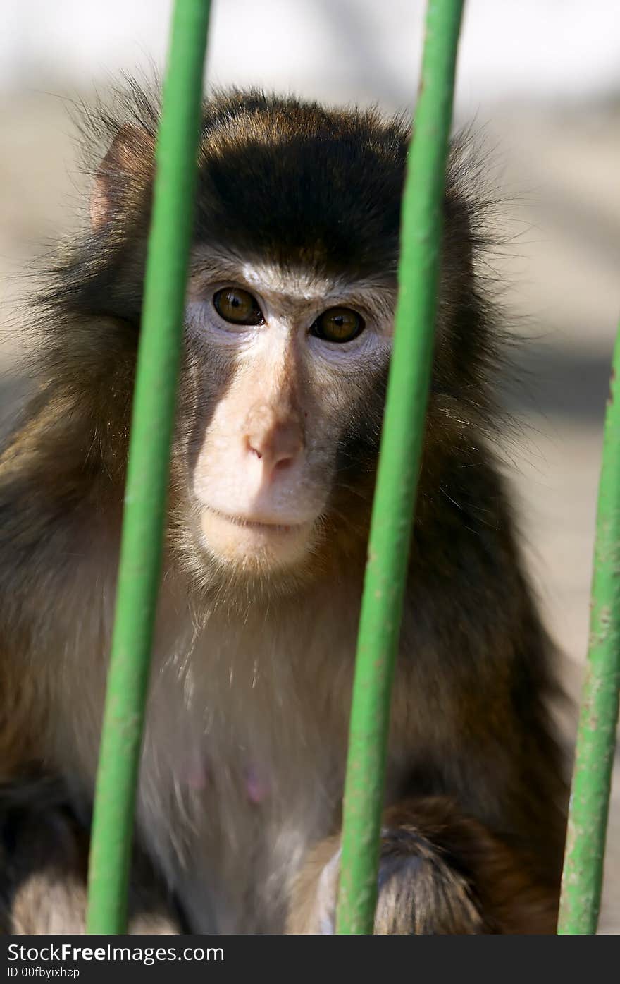 Close-up of a Monkey contemplating life behind bars