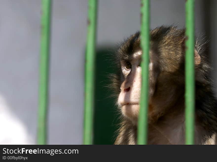 Close-up of a Monkey contemplating life behind bars