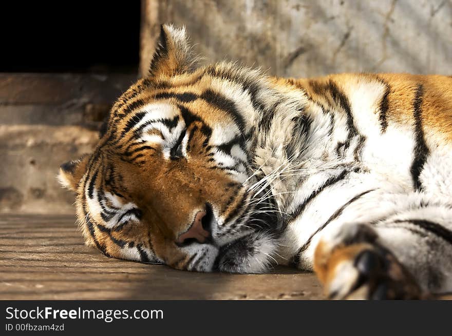 Sleeping tiger in the zoo in macedonia