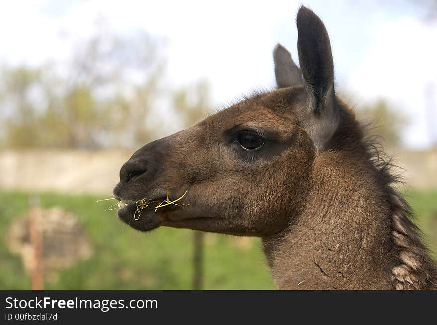 Lama eating dry grass