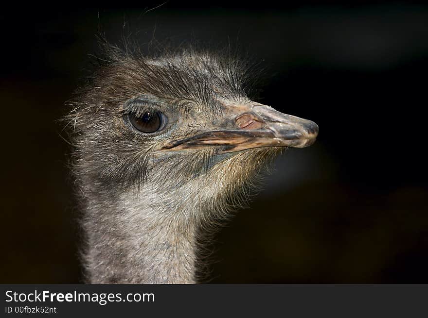 Ostrich -  portrait in the farm