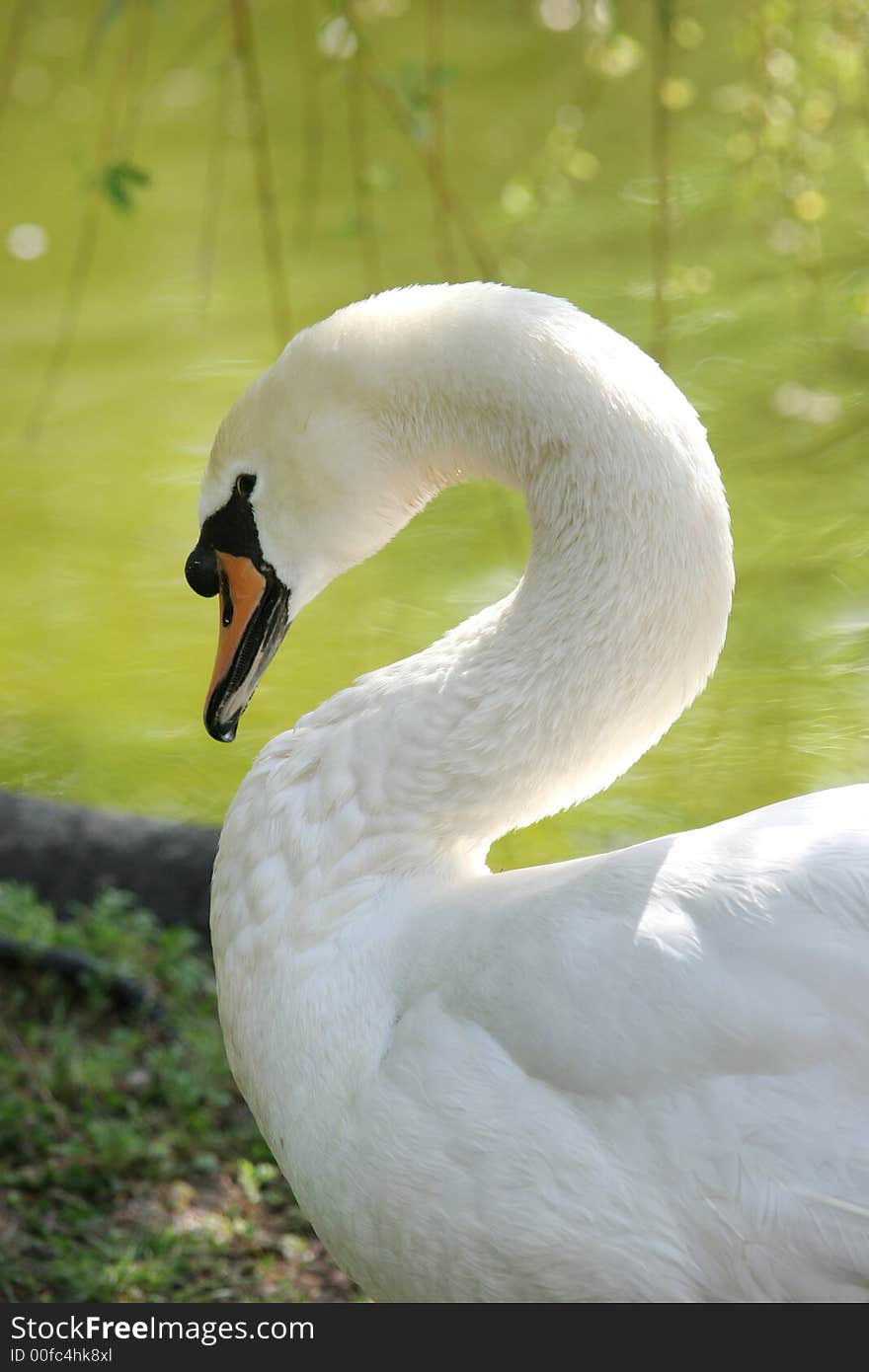 Swan