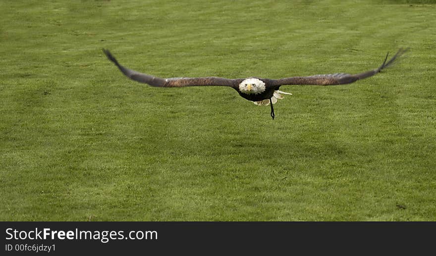 This beautiful Bald Eagle was captured at a Raptor centre in Hampshire, UK.