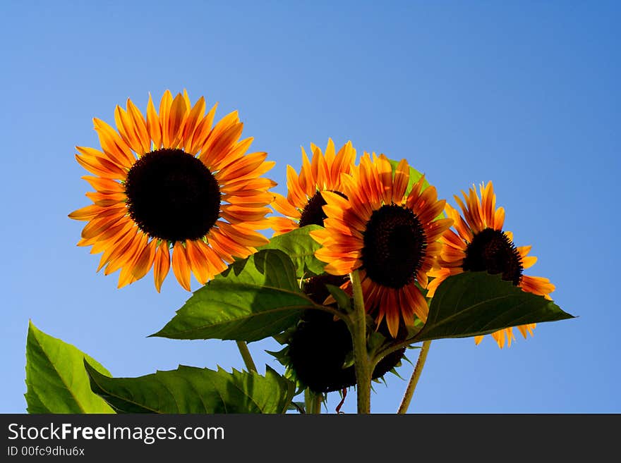 Sunflowers isolated on blue sky