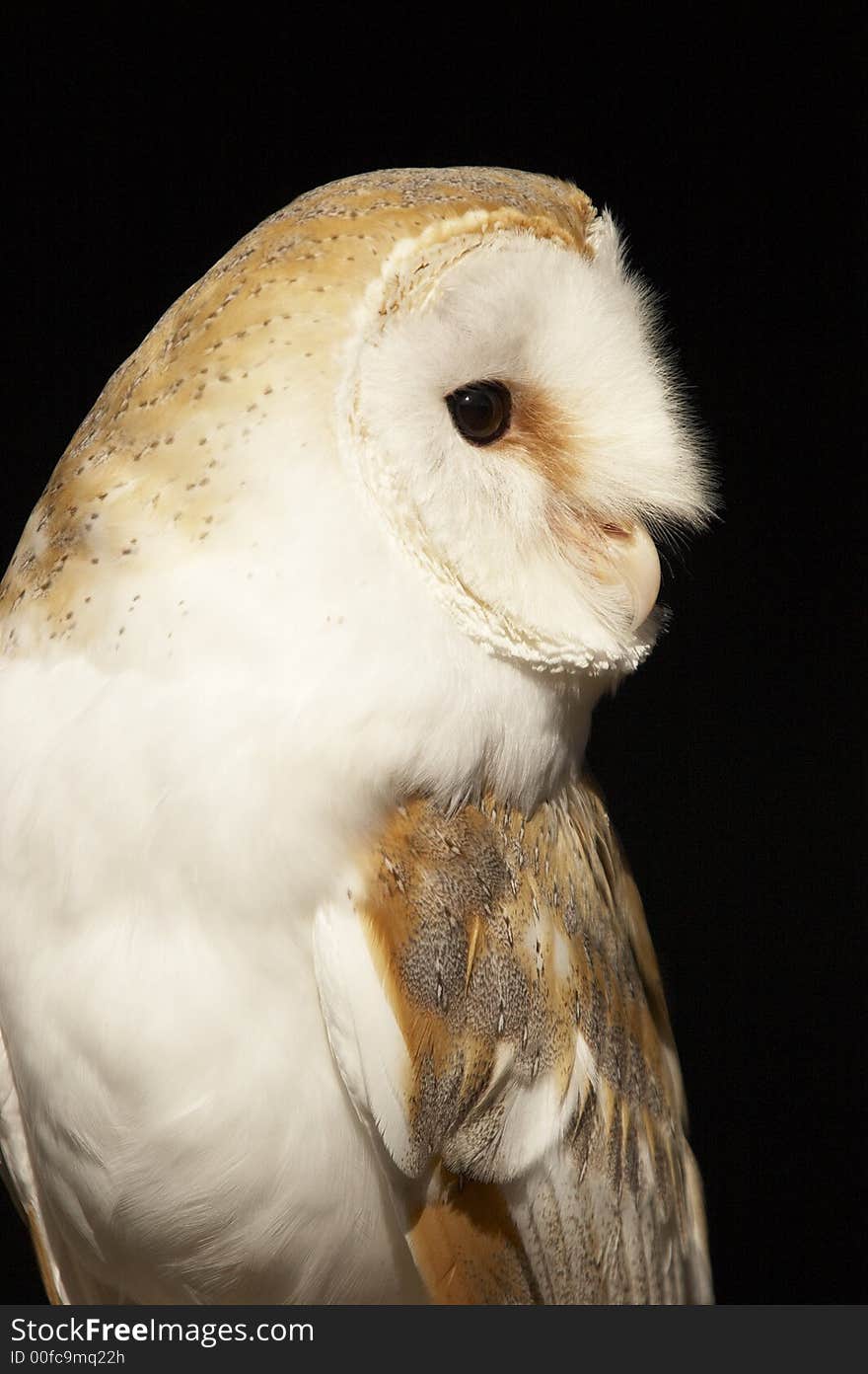 This beautiful Barn Owl was captured at a Raptor centre in Hampshire, UK.
