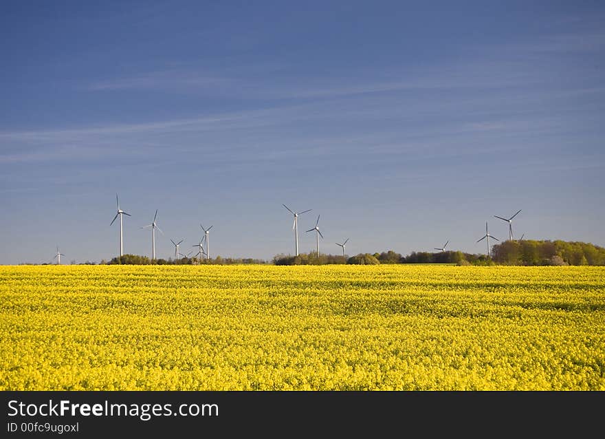 Landscape yellow rape and blue sky