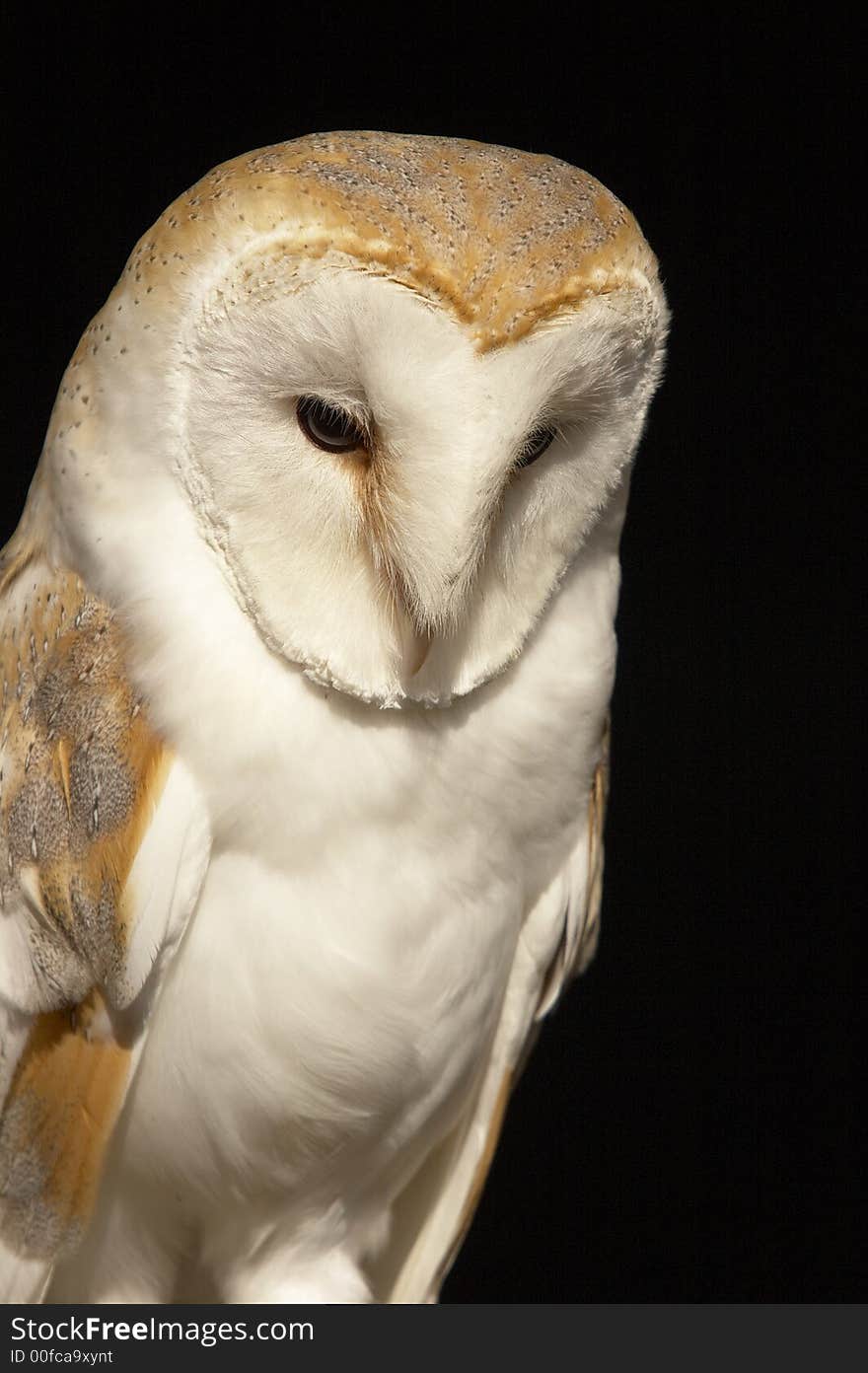 This beautiful Barn Owl was captured at a Raptor centre in Hampshire, UK. This beautiful Barn Owl was captured at a Raptor centre in Hampshire, UK.