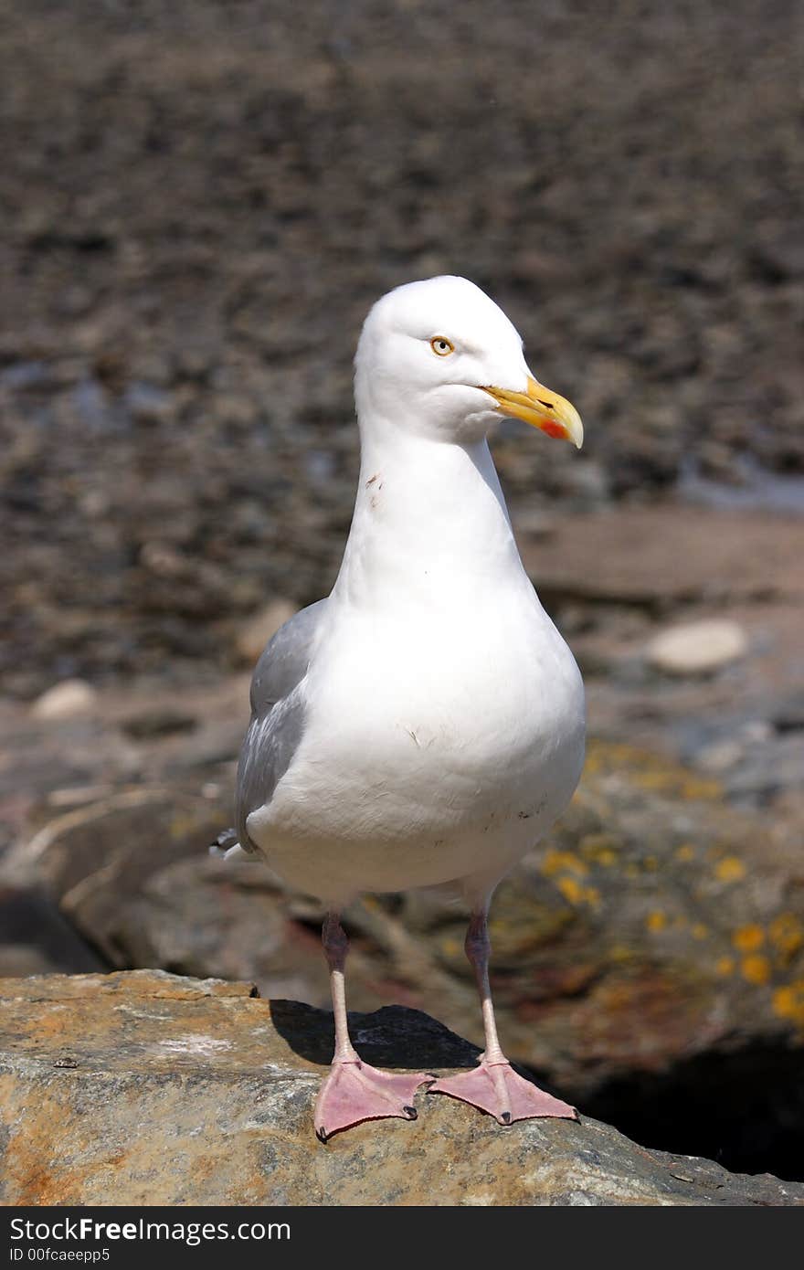 Gull on rock