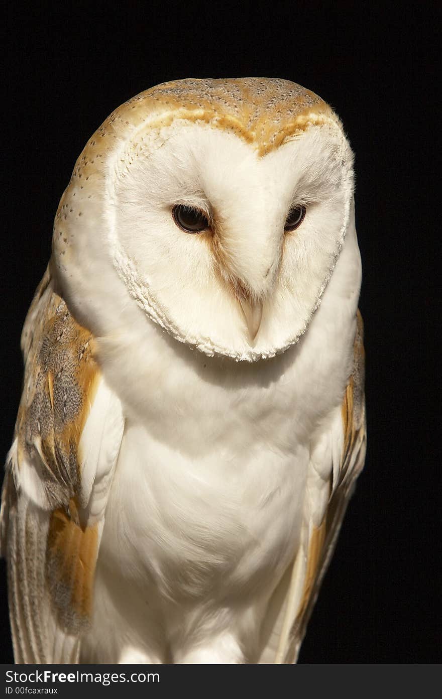 This beautiful Barn Owl was captured at a Raptor centre in Hampshire, UK. This beautiful Barn Owl was captured at a Raptor centre in Hampshire, UK.