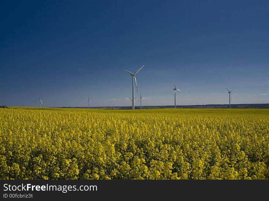 Landscape yellow rape and blue sky