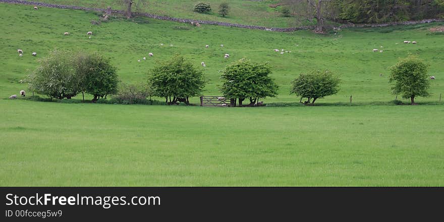 Row of trees and gate in a field of sheep and lambs