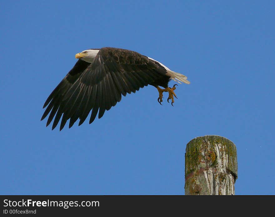 A Bald Eagle takes flight. A Bald Eagle takes flight.