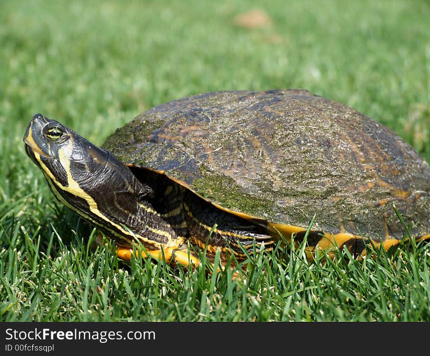 Pet turtle in the grass