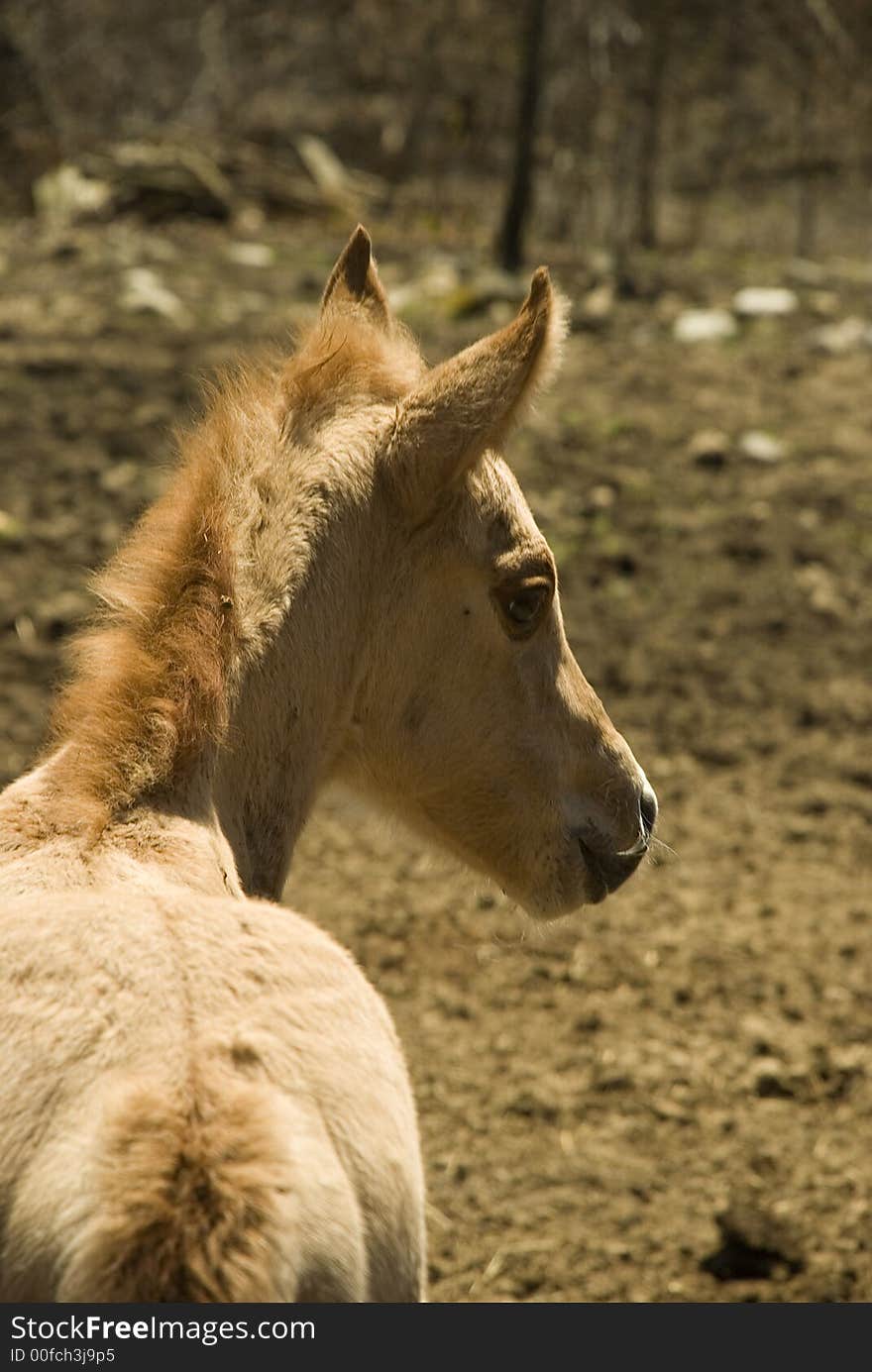 Filly Four Days Old