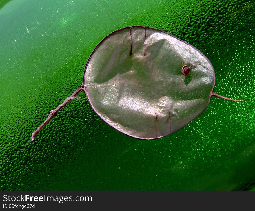 Leaf of the lunik on the green background 2