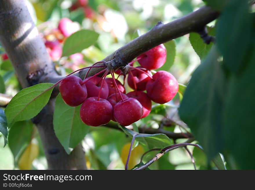 Cherries On A Branch