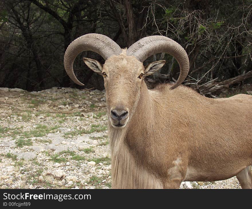 Photograph of wild animals taken in a drive-thru zoo. Photograph of wild animals taken in a drive-thru zoo.