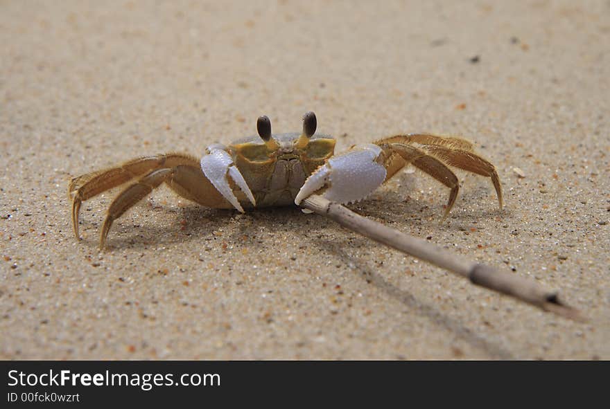 Ghost crab with a stick. Ghost crab with a stick