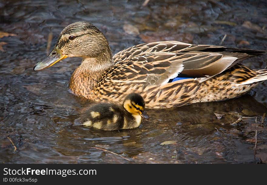 Duck and its nestling in a pond in park